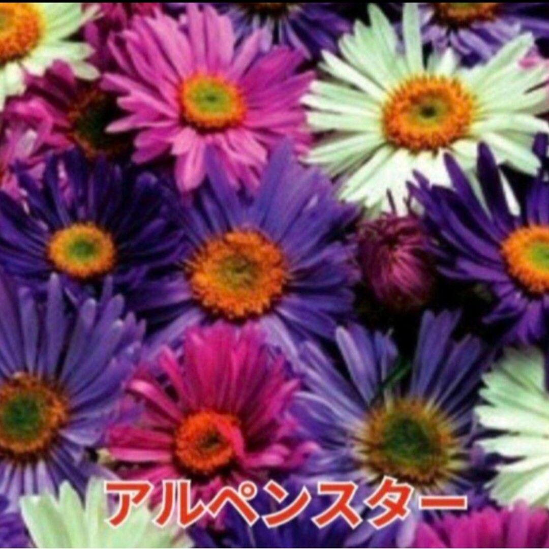 《カラフルミックス種》花の種 アスター  種 珍しい 品種 数種類  花の苗 ハンドメイドのフラワー/ガーデン(その他)の商品写真