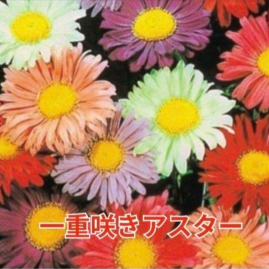 《カラフルミックス種》花の種 アスター  種 珍しい 品種 数種類  花の苗 ハンドメイドのフラワー/ガーデン(その他)の商品写真