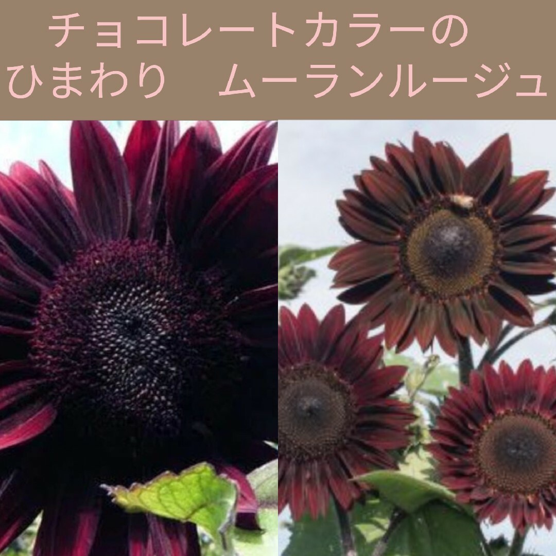 17粒　チョコレートカラーの人気種✦ひまわりムーランルージュ✦花の種 ハンドメイドのフラワー/ガーデン(その他)の商品写真