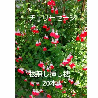 チェリーセージ 挿し穂 根無し 20本(その他)