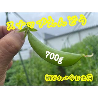 スナップエンドウ　今日発送(野菜)