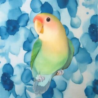 【ゆきちゃん限定】X1249-2　インコ　鳥　No253　5柄　20×20(生地/糸)