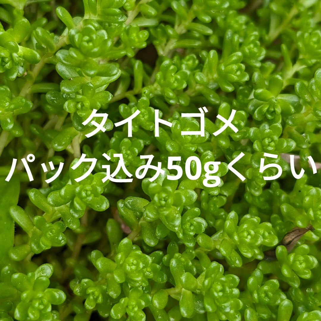 ♥タイトゴメ♥　パック込み50gくらい　多肉植物 ハンドメイドのフラワー/ガーデン(ドライフラワー)の商品写真