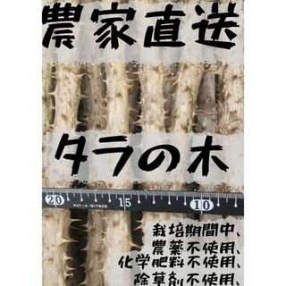 [農家直送]トゲがあるタラの木 宅急便60サイズいっぱい(タラノキ茶)タラの芽 (野菜)