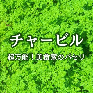 【ハーブの種】チャービル☆セルフィーユ 花の種子 約100粒！(プランター)