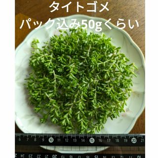 ♥タイトゴメ♥　パック込み50gくらい　多肉植物(ドライフラワー)