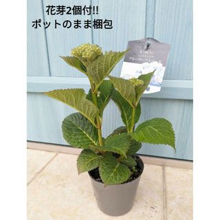 人気品種!!　花色の変化を楽しめる　紫陽花　☘　ブルーマーブルソーダ　☘　苗(その他)