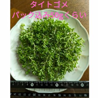 ♥タイトゴメ♥　パック込み50gくらい　多肉植物(ドライフラワー)