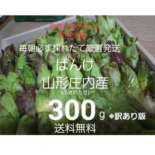 山形鳥海山産　朝摘み天然ばんけ約300g(訳ありふきのとう)蕗の薹　春野菜　山菜(野菜)