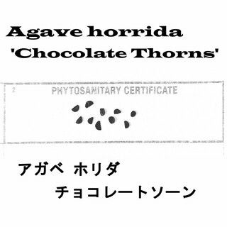 4月入荷 50粒+ アガベ ホリダ チョコレートソーン 種子 種 証明書あり(その他)