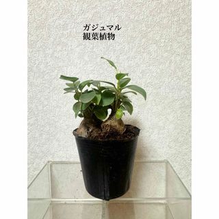 ガジュマル　苗　観葉植物(ドライフラワー)