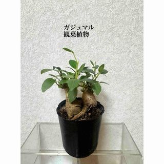 ガジュマル　苗　観葉植物