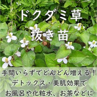 ドクダミ草 抜き苗5株 ハーブ 解毒作用 薬草 入浴剤 美肌化粧水(その他)