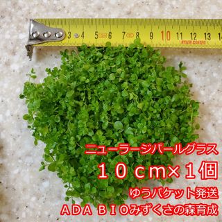 ニューラージパールグラス　１０ｃｍ×１個　ADA　水草　前景草　ゆうパケット発送(アクアリウム)