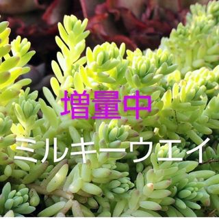 多肉植物 《ミルキーウェイ》 カット苗(その他)