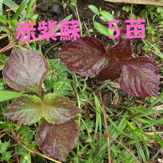 赤紫蘇　５苗　紫蘇　熊本県赤紫蘇#しそ#紫蘇#苗#熊本県#農薬不使用#香味　５苗(野菜)