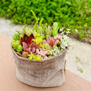 そのまま飾れます！　多肉植物　寄植え(その他)