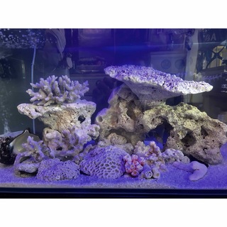 沖縄産　珊瑚石　ライブロック　海水レイアウト(アクアリウム)