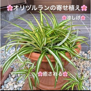 ②☆ランナーの子株も可愛い☆オリヅルランの寄せ植え　花☆初心者様向き☆(プランター)