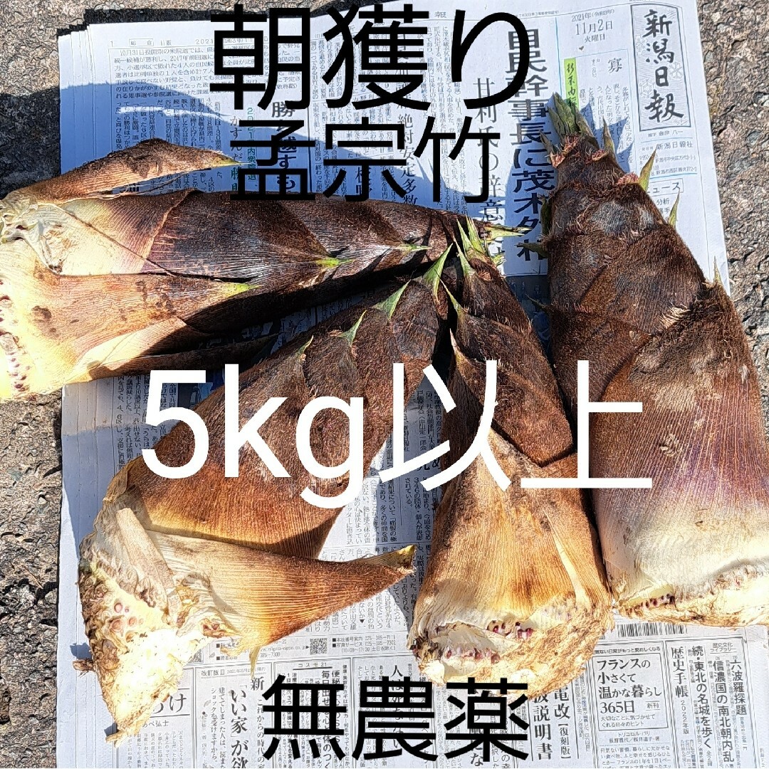 筍(孟宗竹)5kg 以上 食品/飲料/酒の食品(野菜)の商品写真