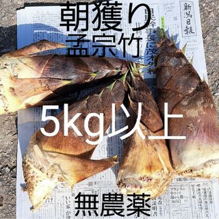 筍(孟宗竹)5kg 以上(野菜)