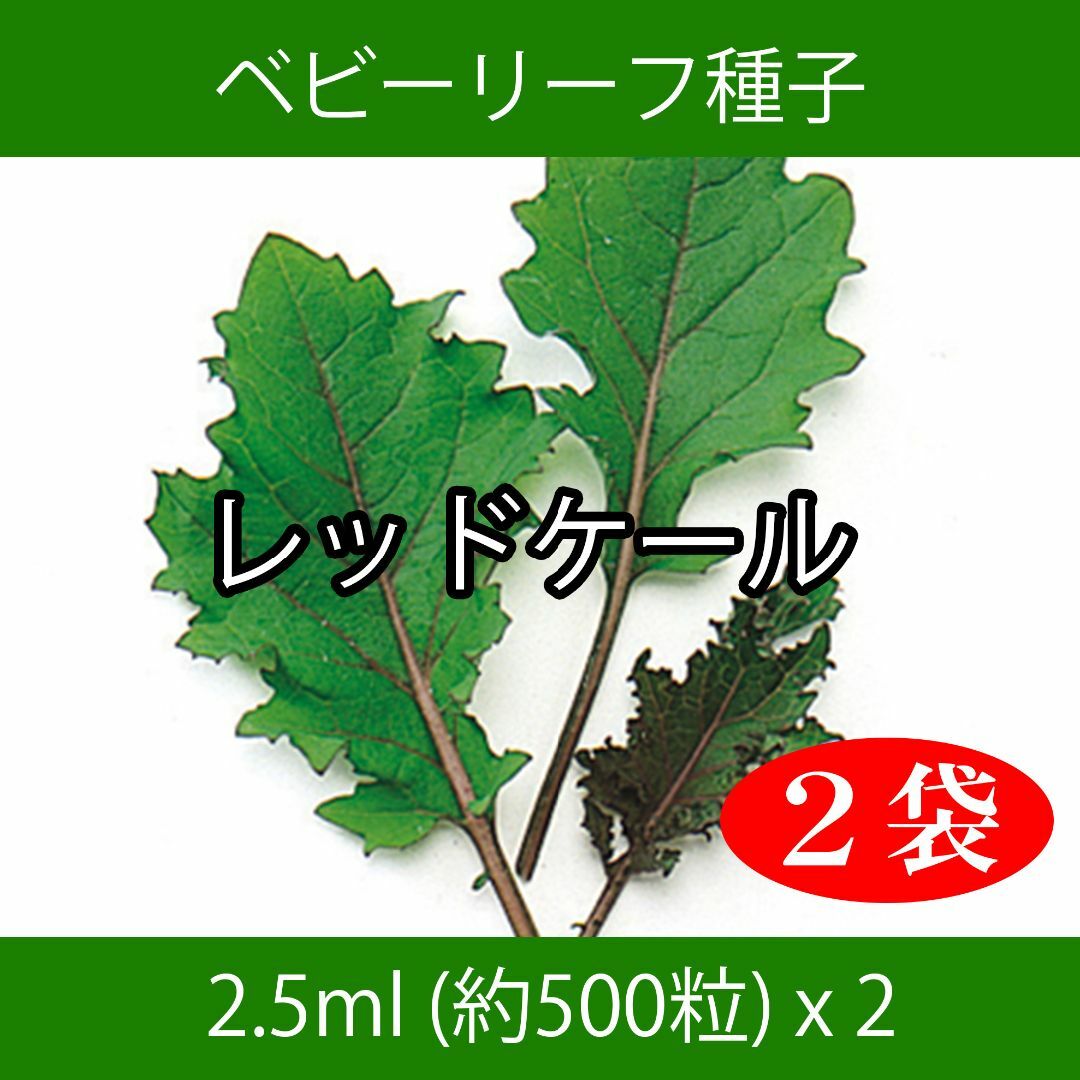 ベビーリーフ種子 B-35 レッドケール 2.5ml 約500粒 x 2袋 食品/飲料/酒の食品(野菜)の商品写真