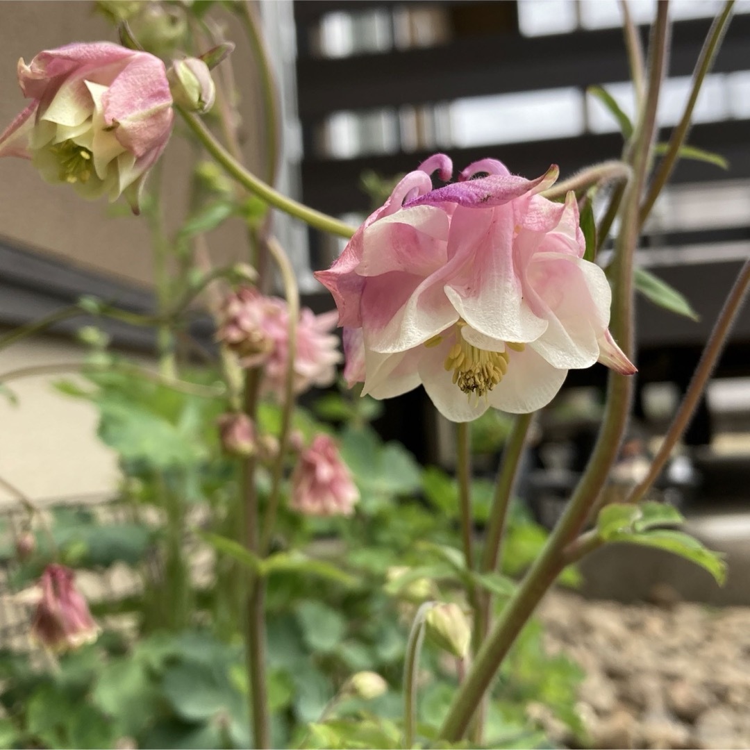 オダマキ　花の種　耐寒性宿根草 ハンドメイドのフラワー/ガーデン(その他)の商品写真