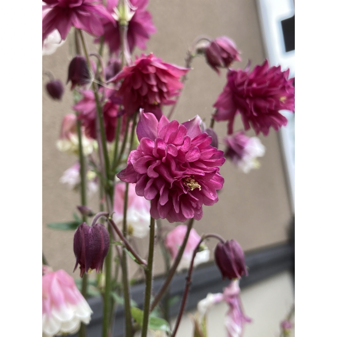オダマキ　花の種　耐寒性宿根草 ハンドメイドのフラワー/ガーデン(その他)の商品写真