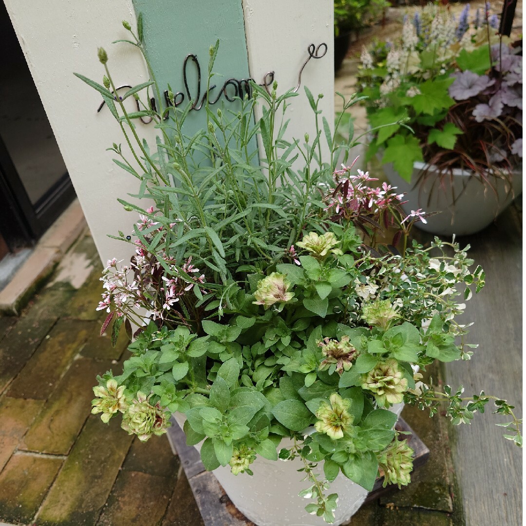 寄せ植え花　ホイップマカロンピスタチオベリー ハンドメイドのフラワー/ガーデン(その他)の商品写真