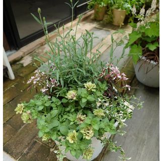 寄せ植え花　ホイップマカロンピスタチオベリー(その他)