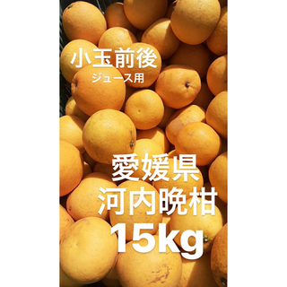 訳あり品　愛媛県産　河内晩柑　宇和ゴールド　柑橘　ジュース用　15kg