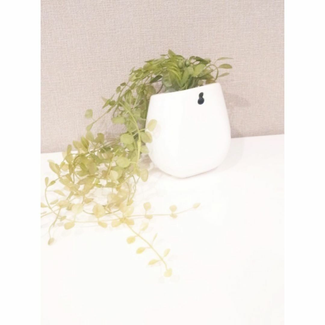 IKEA(イケア)の✿IKEA 観葉植物/造花ペペロミア＋フラワーベース【花瓶付set】 インテリア/住まい/日用品のインテリア小物(花瓶)の商品写真