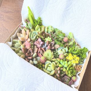 ◯多肉植物　箱いっぱいセット　セール中！(その他)