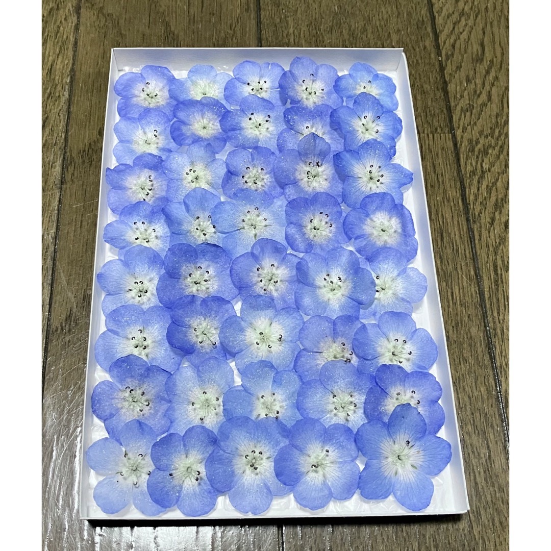 13 銀の紫陽花のお花畑で咲いた青く美しいネモフィラのドライフラワー40冠‼️ ハンドメイドのフラワー/ガーデン(ドライフラワー)の商品写真