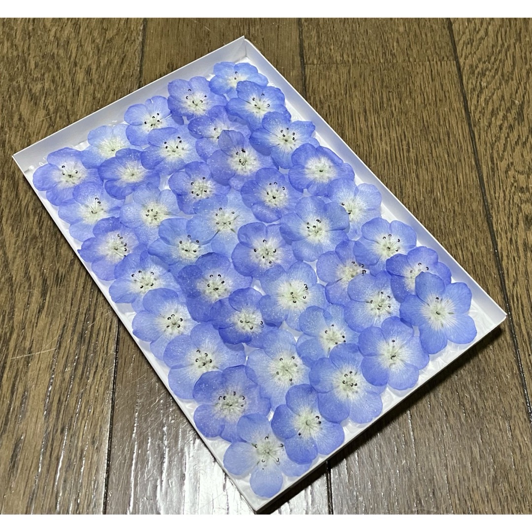 13 銀の紫陽花のお花畑で咲いた青く美しいネモフィラのドライフラワー40冠‼️ ハンドメイドのフラワー/ガーデン(ドライフラワー)の商品写真