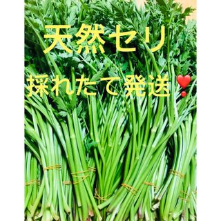 山の奥　清流 天然セリ★山菜★ 採れたて★新鲜❣️500g❗️(野菜)