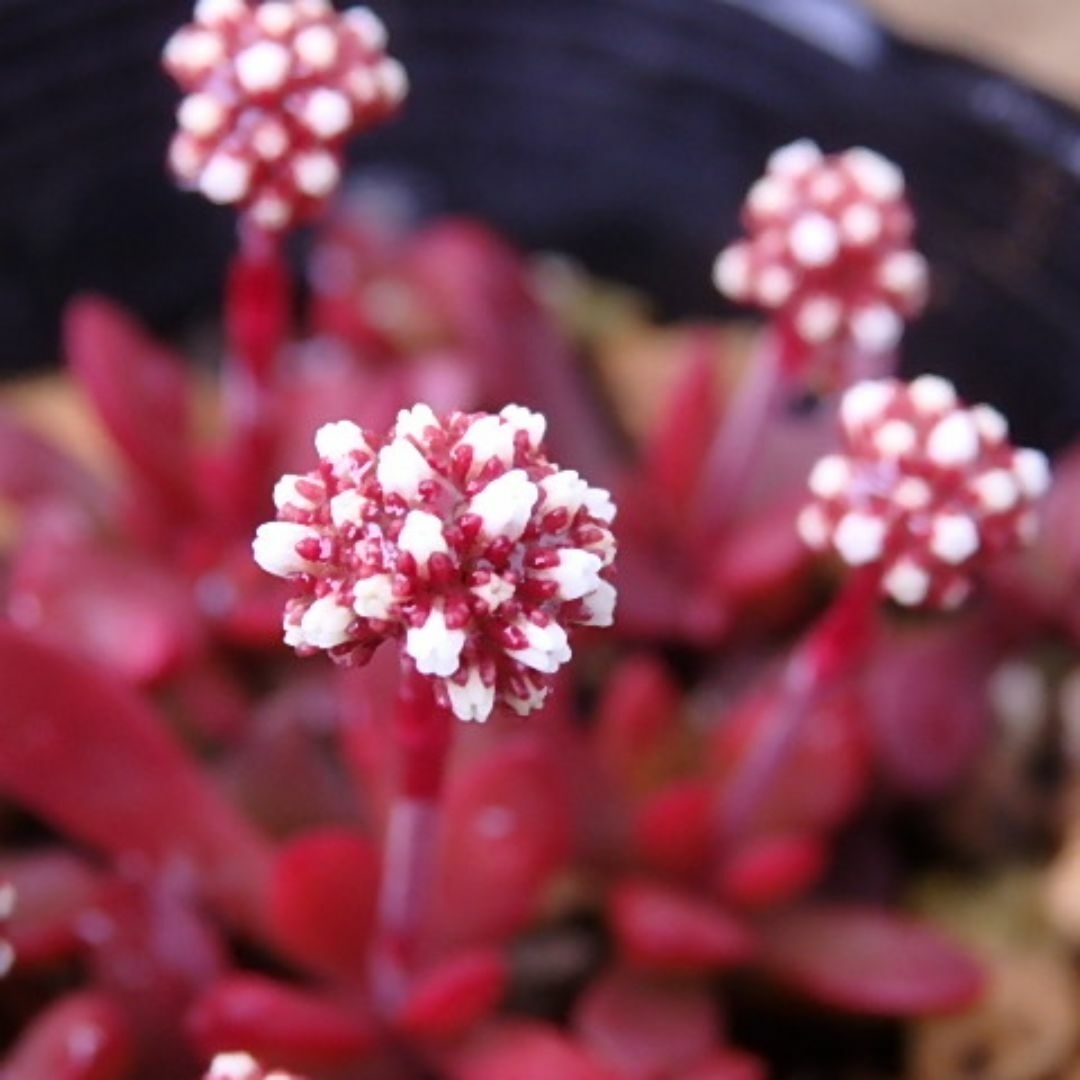 カット苗×5「紅稚児/ベニチゴ」小型品種 クラッスラ属【多肉植物】 ハンドメイドのフラワー/ガーデン(その他)の商品写真