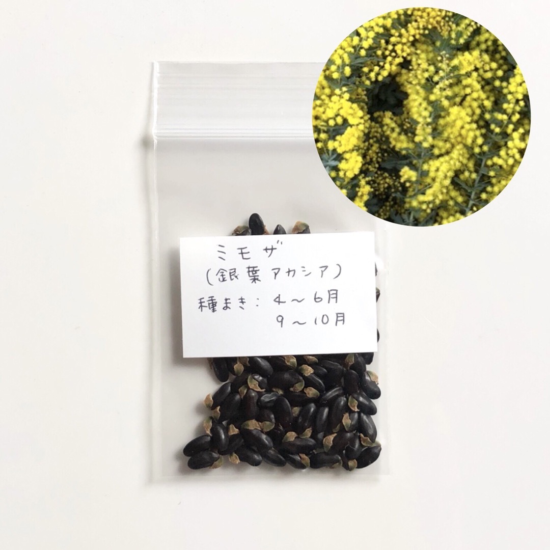 【限定】ミモザ 銀葉アカシア 種子 100粒 ハンドメイドのフラワー/ガーデン(その他)の商品写真