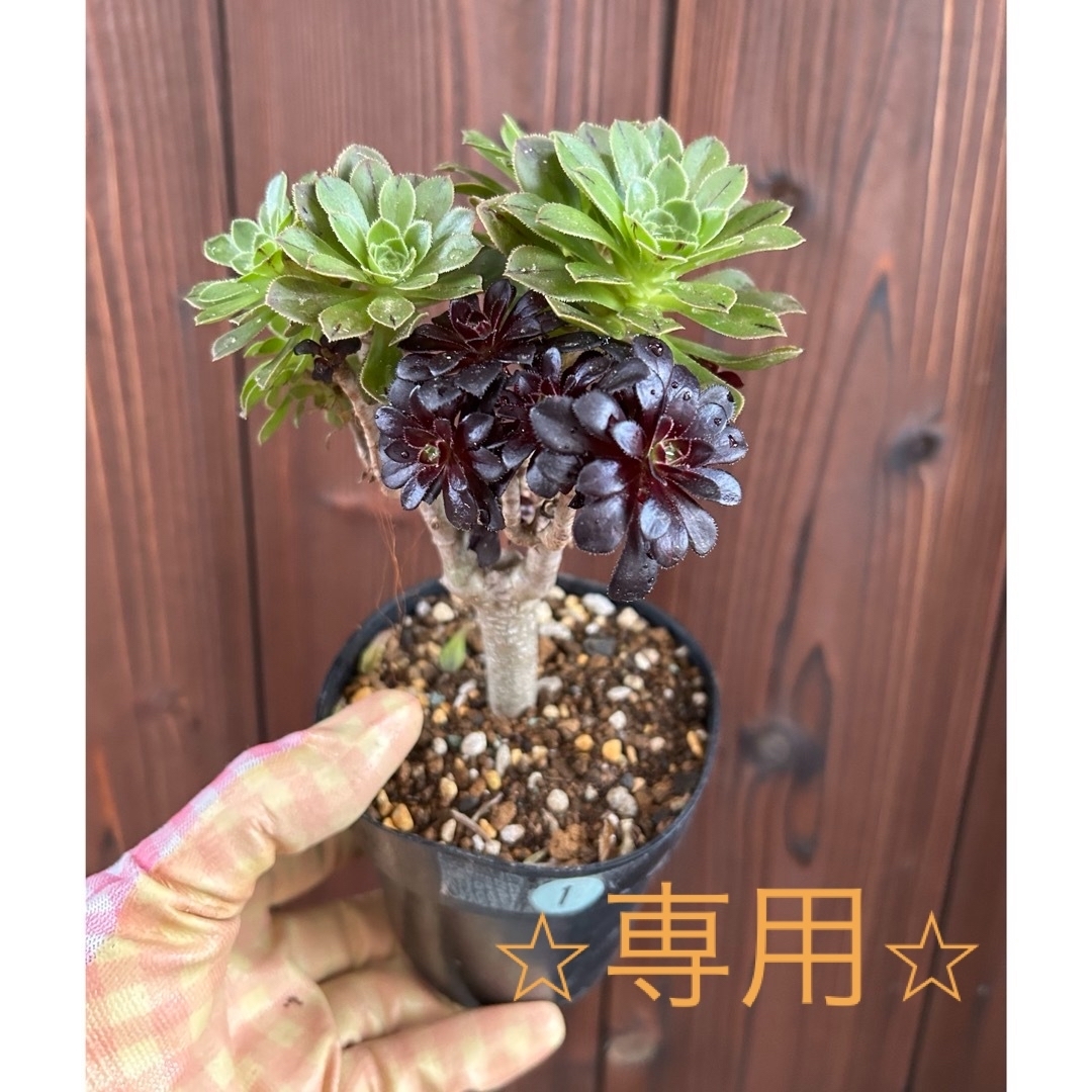 多肉植物　⭐︎専用⭐︎アエオニウム　2色枝黒法師　抜き苗　①  特定記録郵便 ハンドメイドの生活雑貨(その他)の商品写真