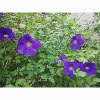 ツンベルギア　挿し木　カット・枝　3本　花木　観葉植物(その他)