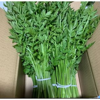 山の奥　清流 天然セリ★山菜  無農薬❗️新鲜❣️500g❗️(野菜)