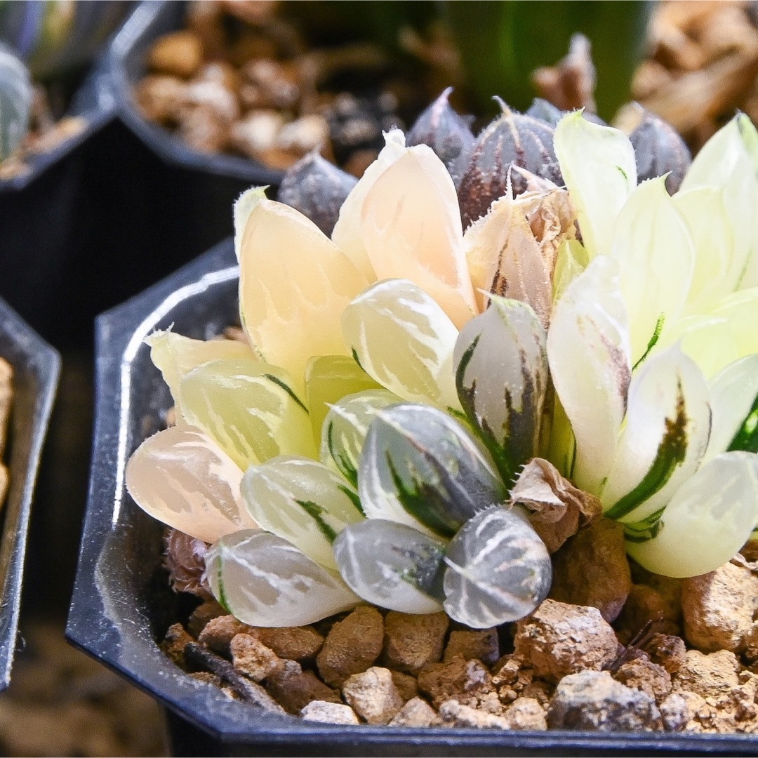 ハオルチア 水晶錦 極上斑 ハンドメイドのフラワー/ガーデン(その他)の商品写真