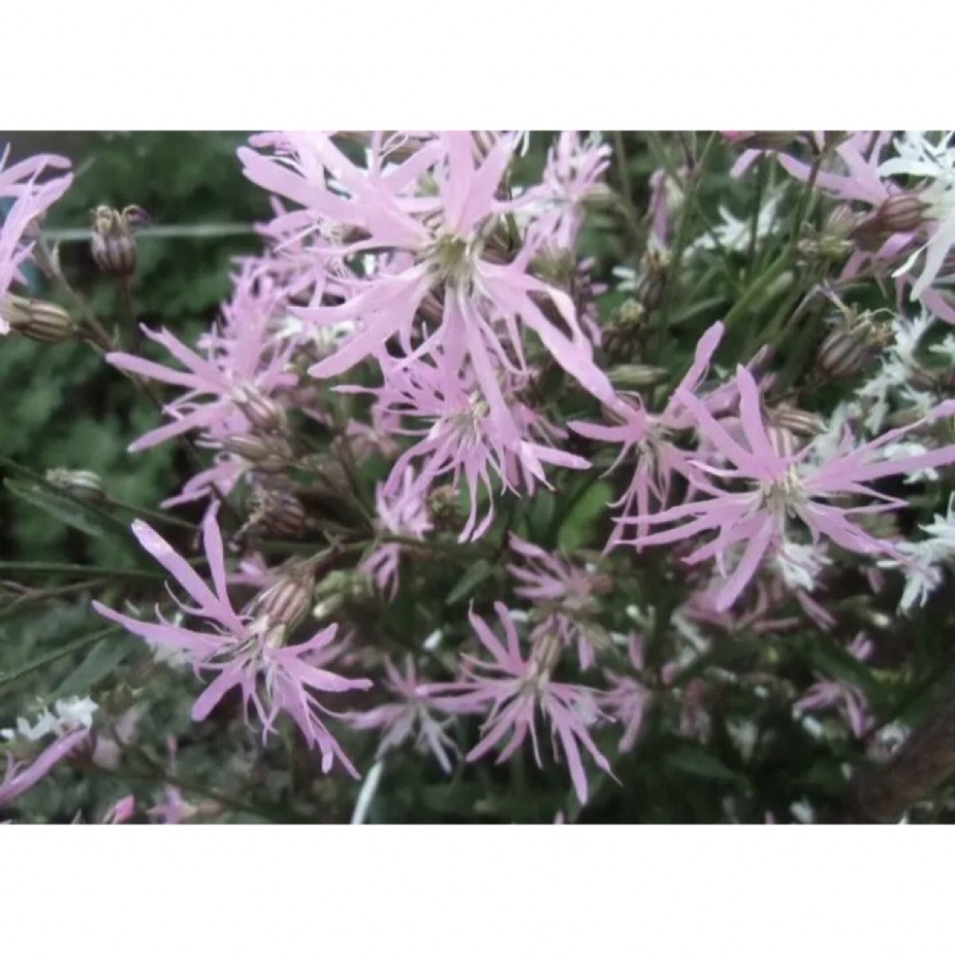 山野草　カッコウセンノウ　白花　ピンク花ミックス ハンドメイドのフラワー/ガーデン(その他)の商品写真