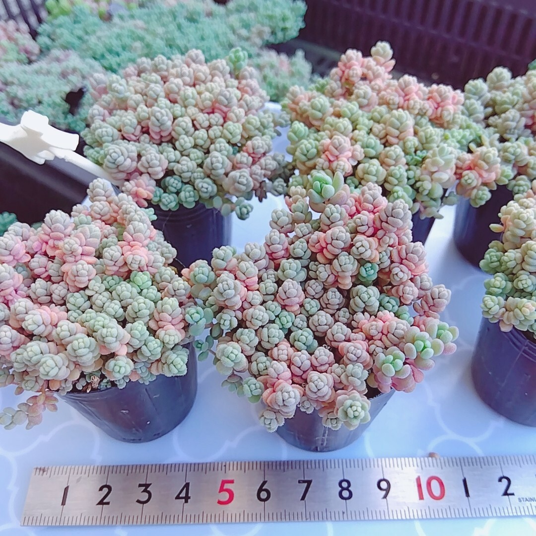 くすみカラーダシフィルム ポットごと発送 ❤即購入OK  多肉植物 根付き ハンドメイドのフラワー/ガーデン(その他)の商品写真