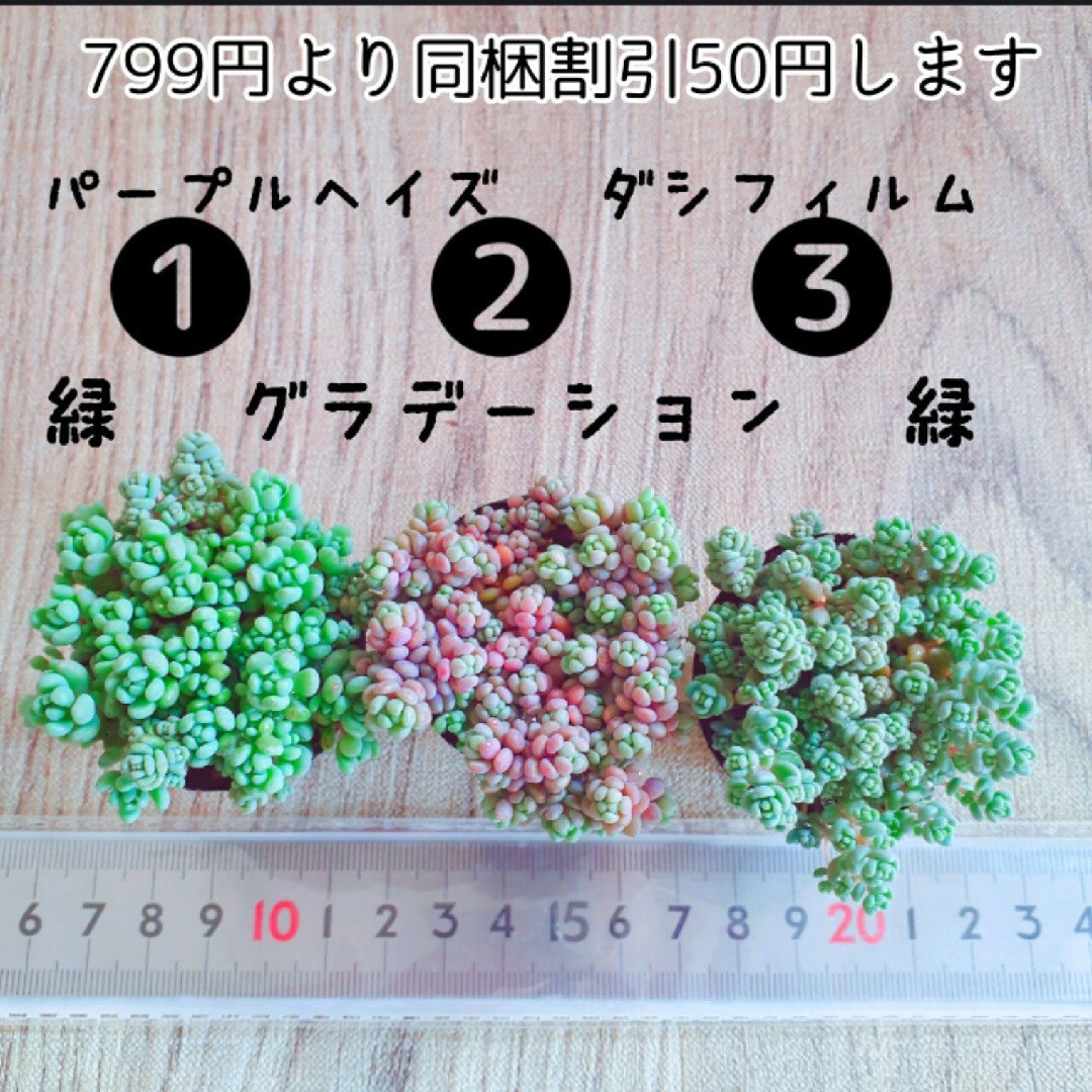 くすみカラーダシフィルム ポットごと発送 ❤即購入OK  多肉植物 根付き ハンドメイドのフラワー/ガーデン(その他)の商品写真