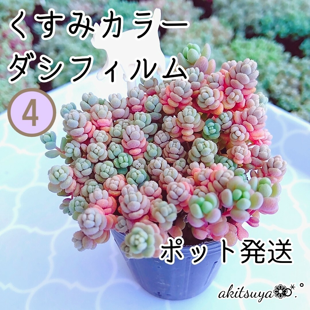 くすみカラーダシフィルム ポットごと発送 ❤即購入OK  多肉植物 根付き ハンドメイドのフラワー/ガーデン(その他)の商品写真