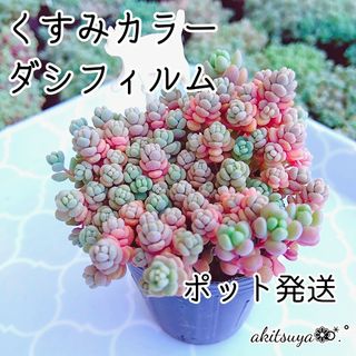 くすみカラーダシフィルム ポットごと発送 ❤即購入OK  多肉植物 根付き(その他)