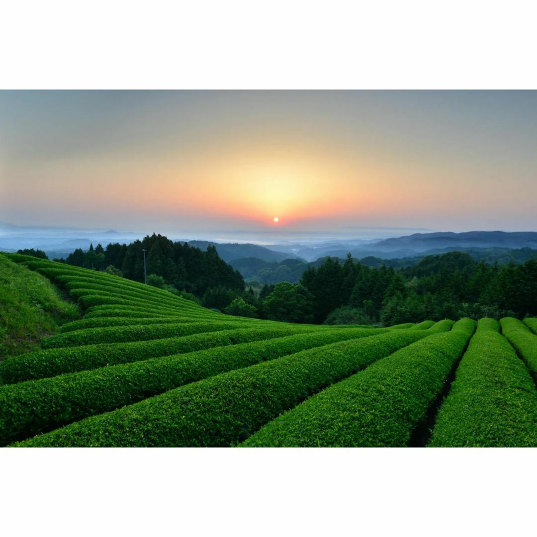自然栽培 和紅茶（ティーバッグ）(2gＸ15TB)★大和茶★無肥料・無農薬★ 食品/飲料/酒の飲料(茶)の商品写真