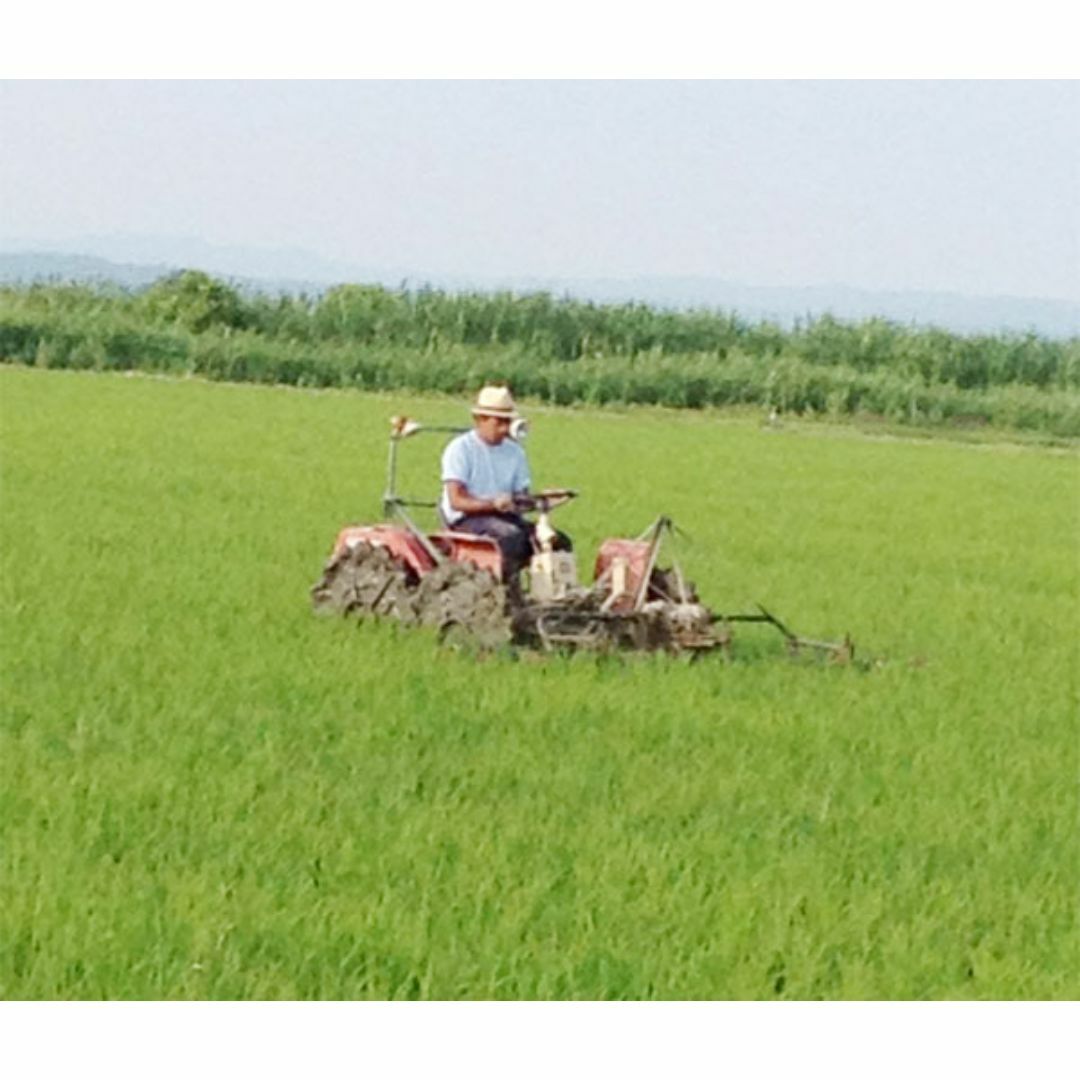 自然栽培ササニシキ(プレミアム6年以上)(白米5kg)★秋田県★無肥料・無農薬★ 食品/飲料/酒の食品(米/穀物)の商品写真