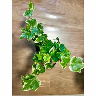 観葉植物 フリル　アイビー　ヘデラ　苗(プランター)